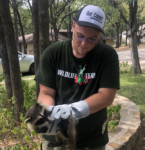 Wildlife X Team® Waco Raccoon Removal